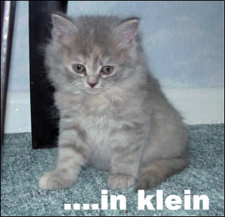 23 Kl�rchen klein
