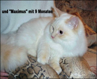 26 Maximus gro�