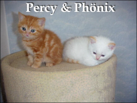 34 Percy & Ph�nix