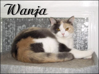Wanjy gro�