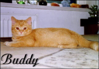 6 Buddy gro�