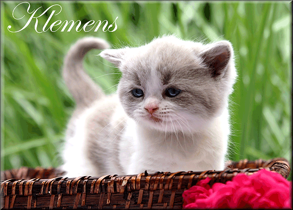 Klemens